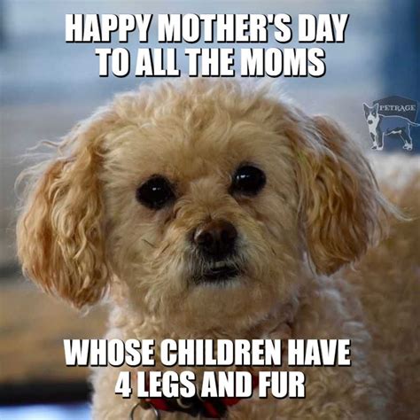 dog mom gif|dog mom day memes.